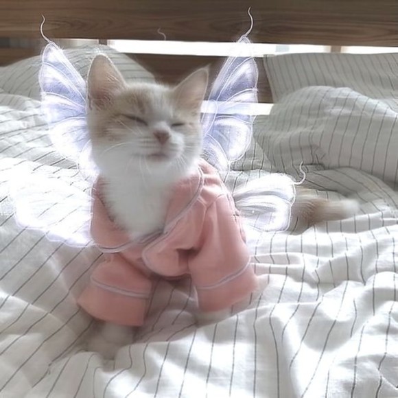 Meet your Posher, Indie - Picture 1 of 1